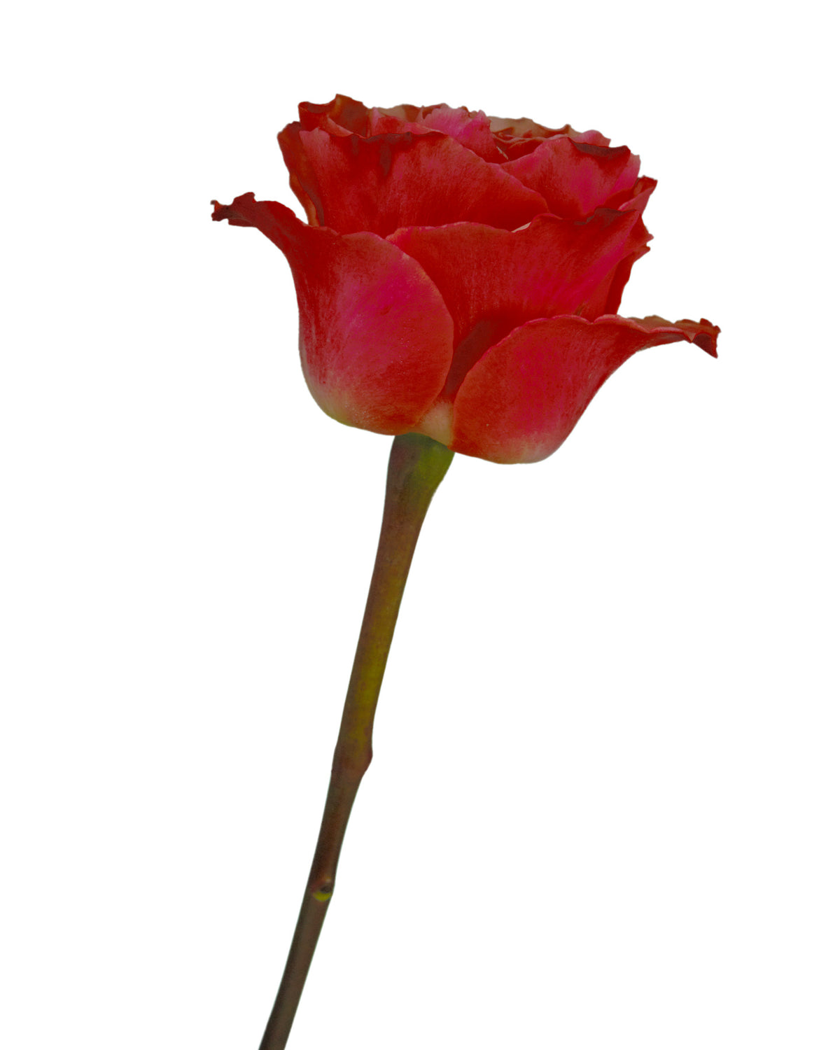 Cherry Carpe Diem Rose