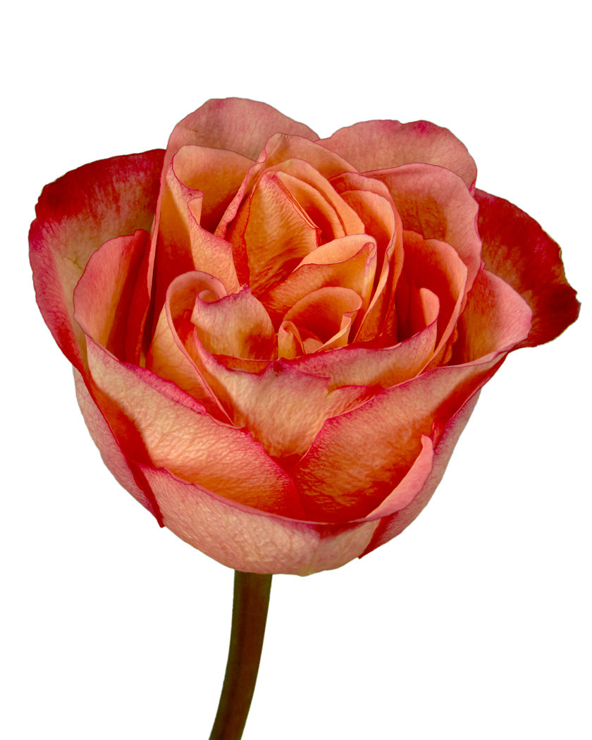 Chili Love Rose