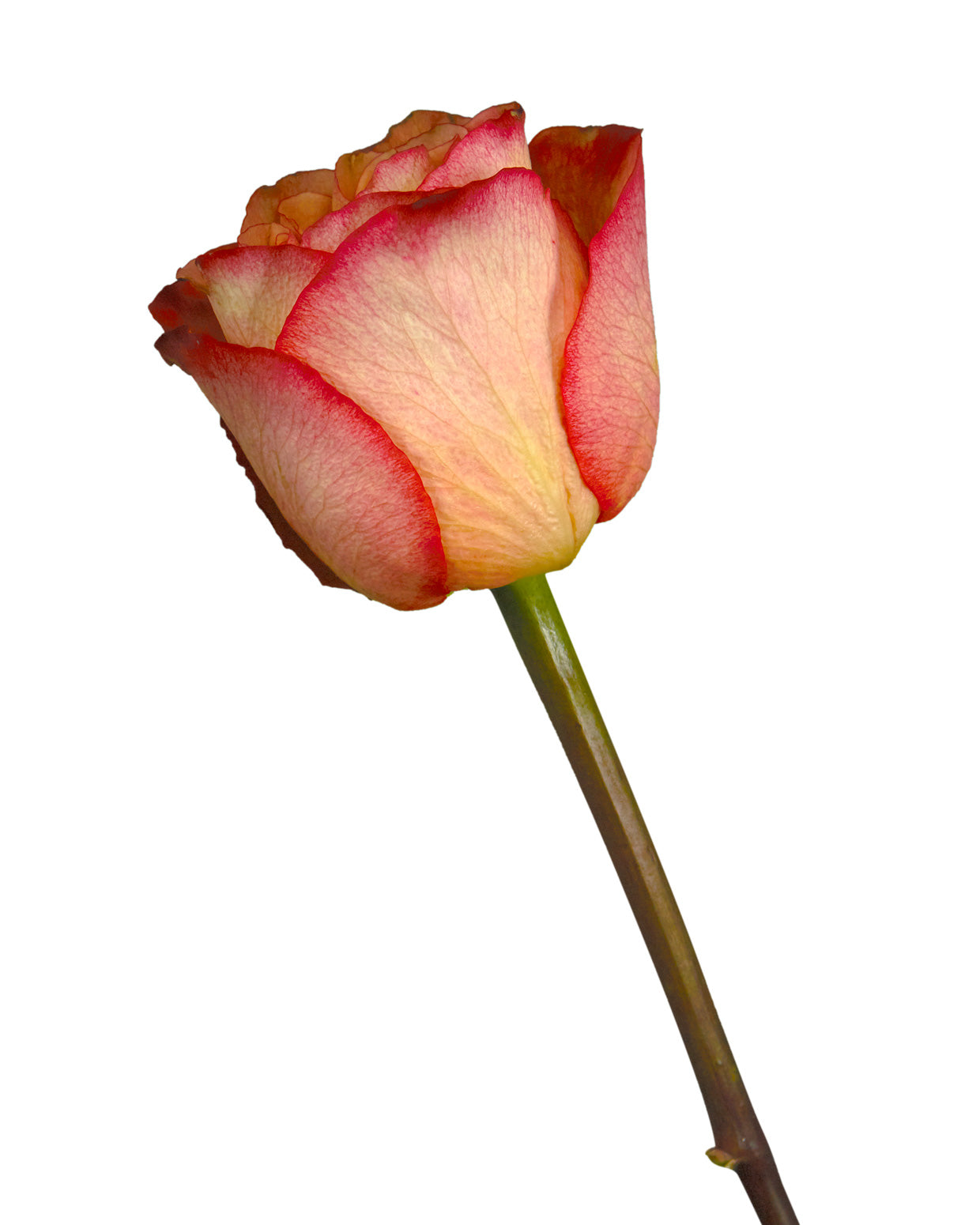 Chili Love Rose