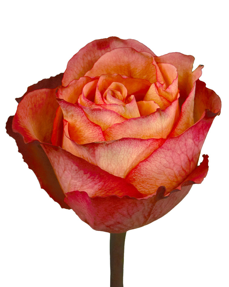 Chili Love Rose