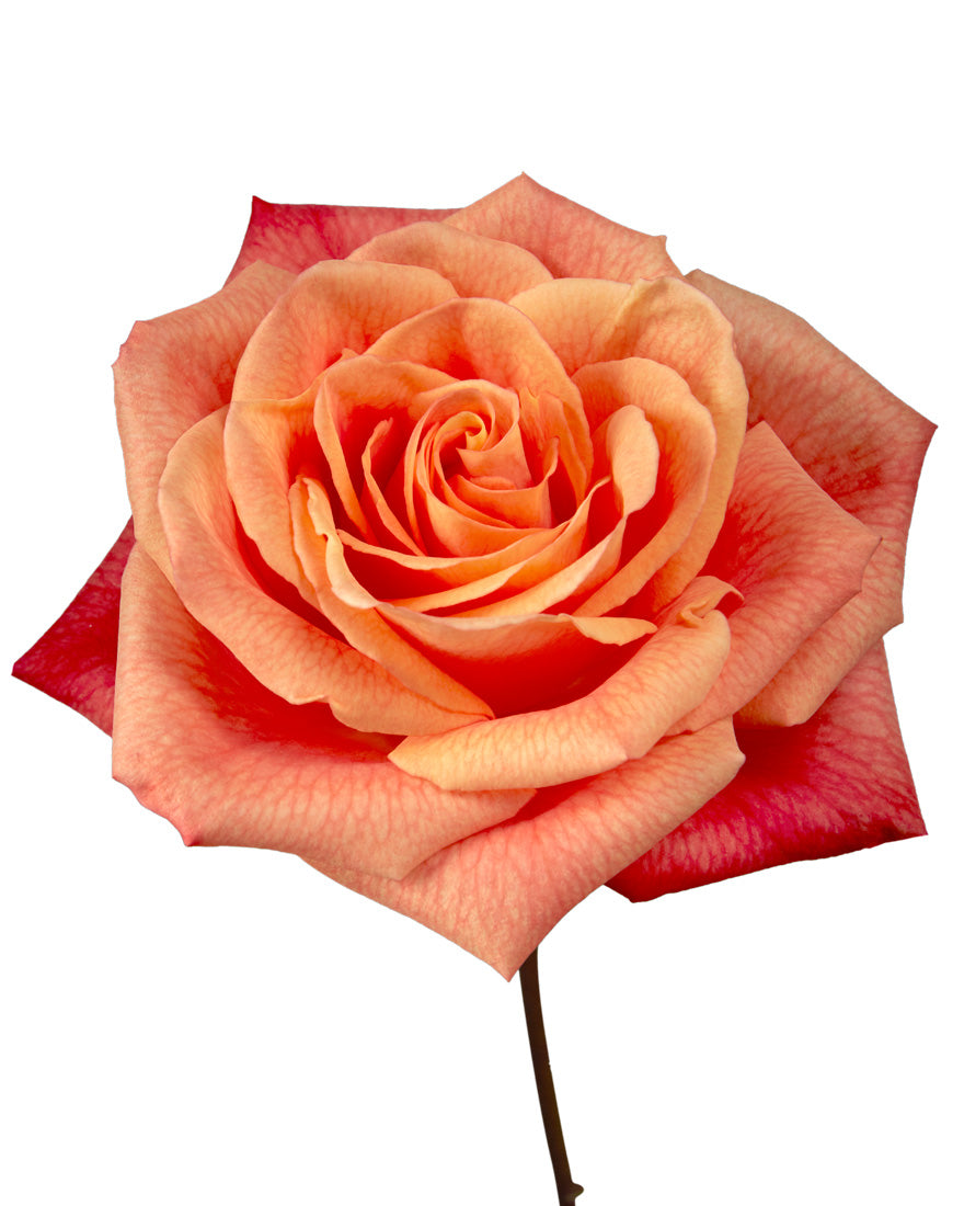 Chilis Rose