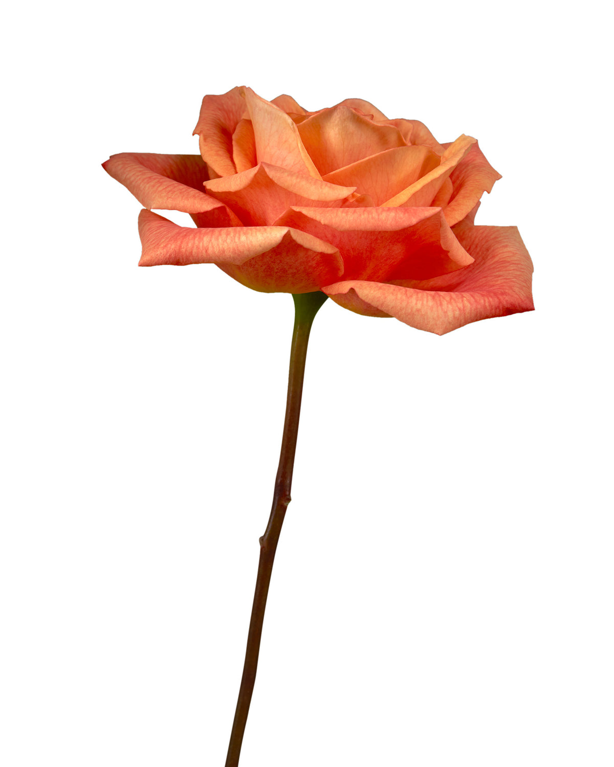 Chilis Rose