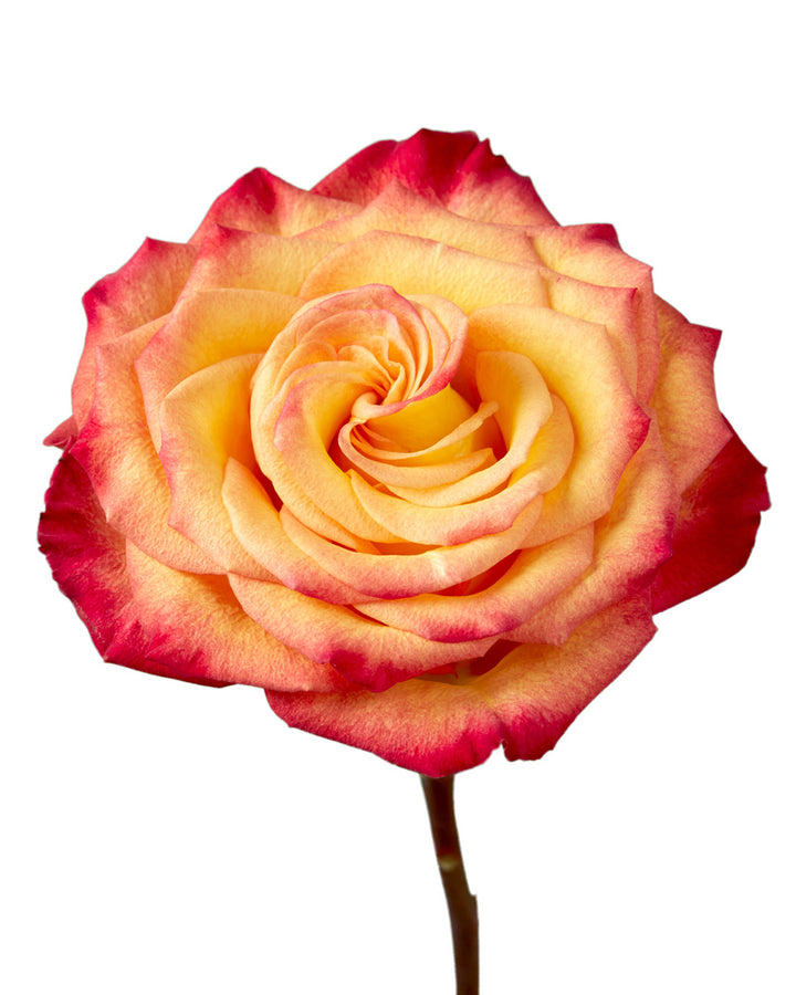 Circus Rose