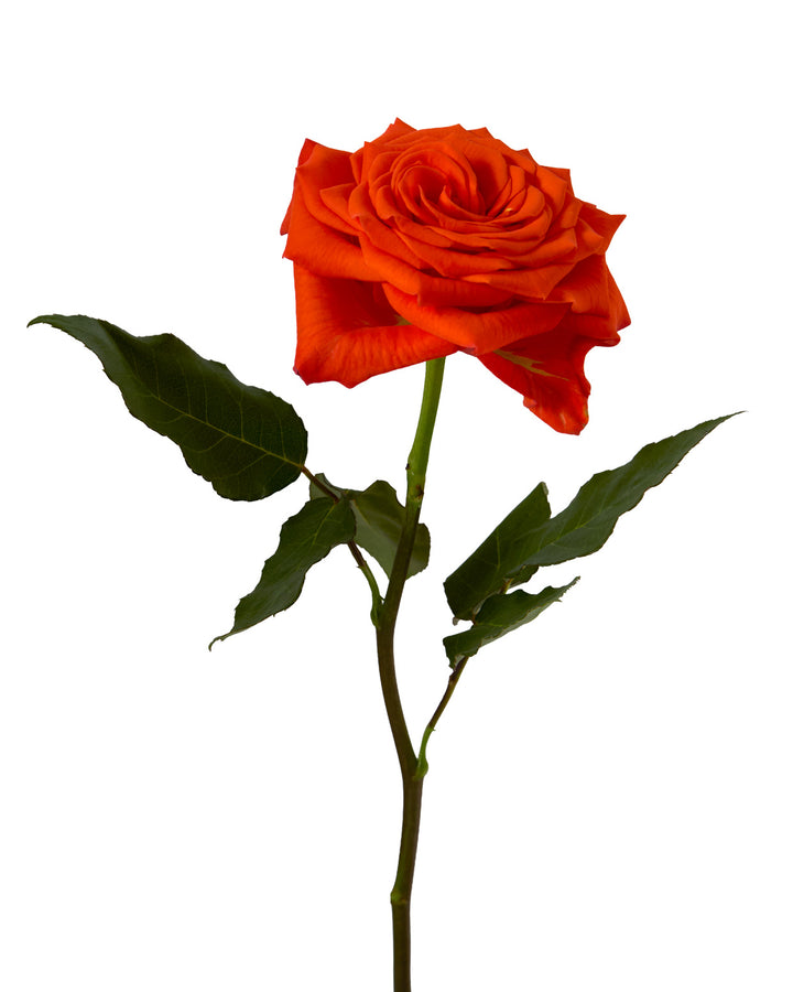 Citrine Garden Rose