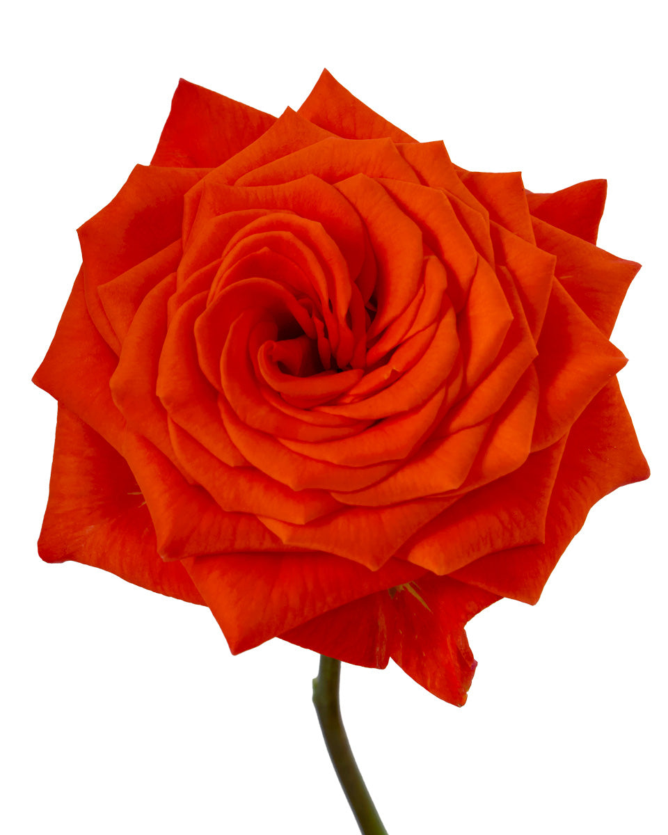 Citrine Garden Rose
