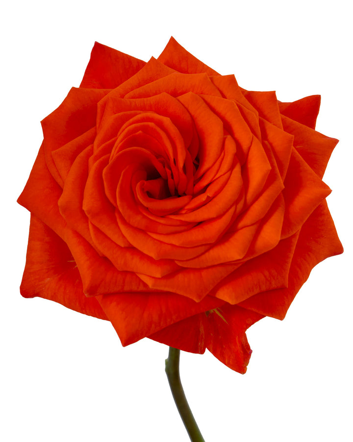 Citrine Garden Rose