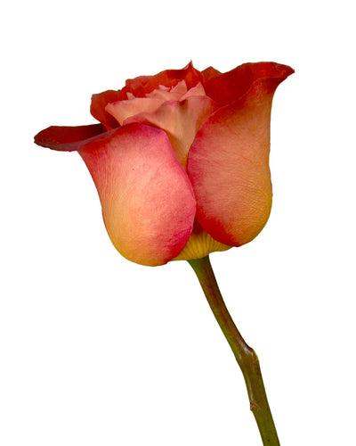 Coffee Break Rose