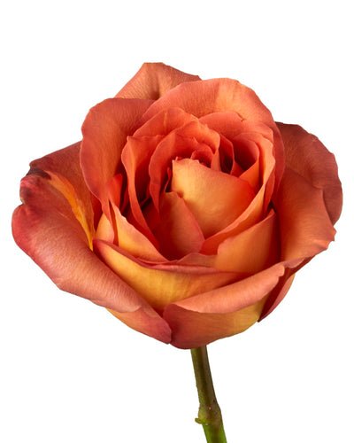 Coffee Break Rose