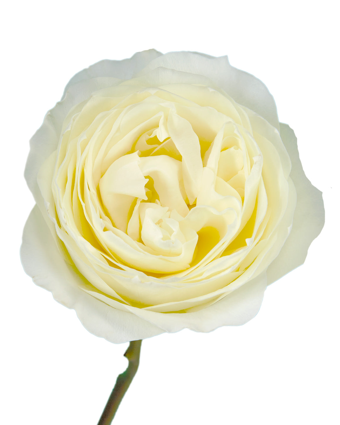 Coldplay Garden Rose
