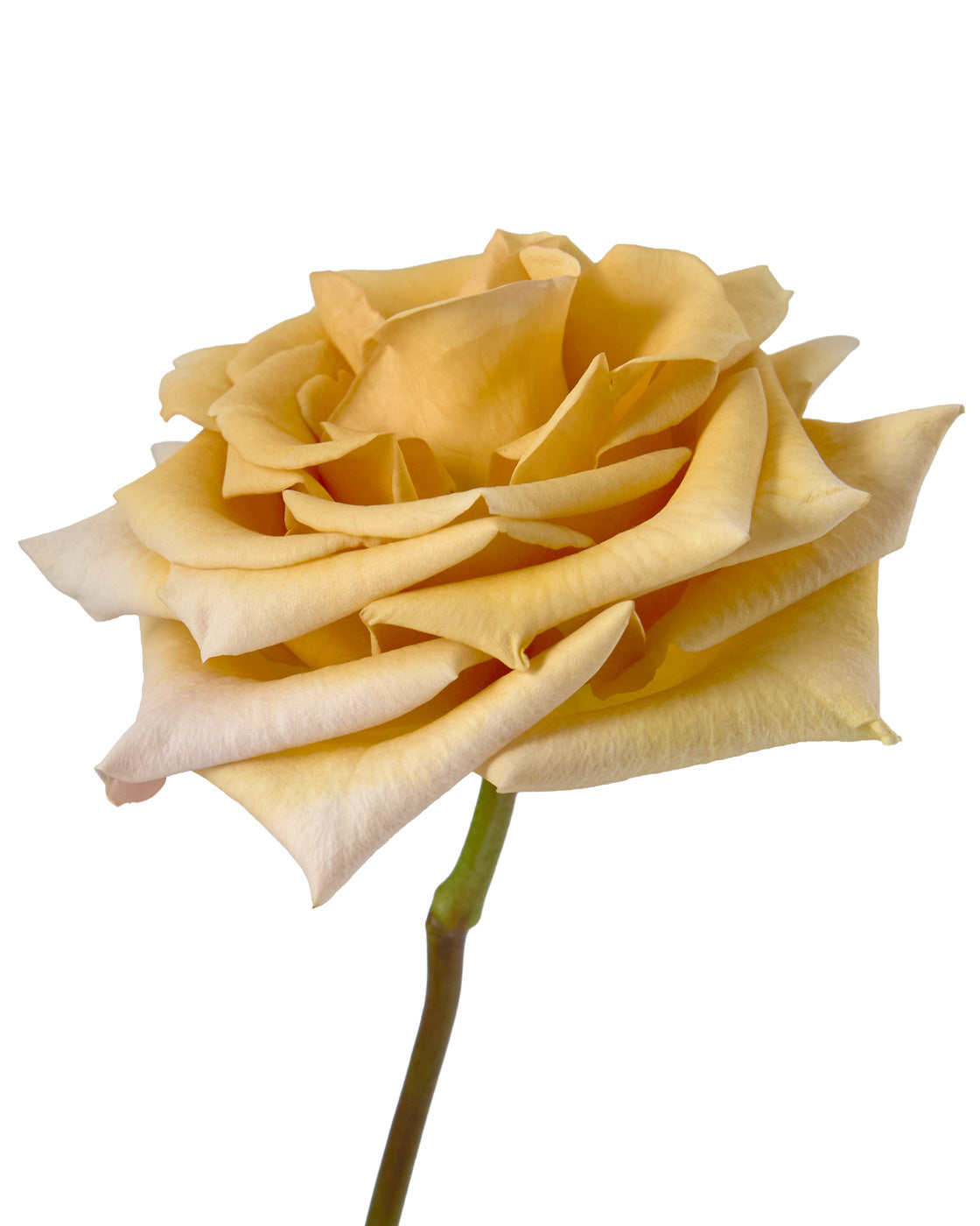 Combo Garden Rose