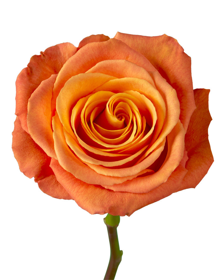 Confidential Rose