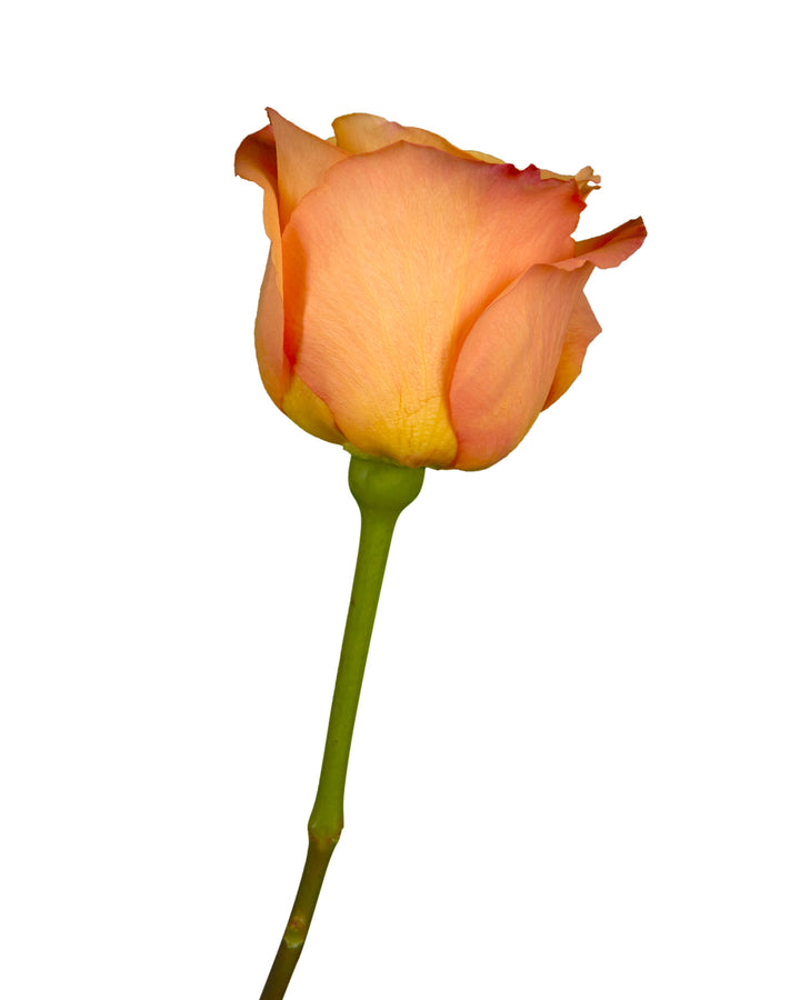 Confidential Rose