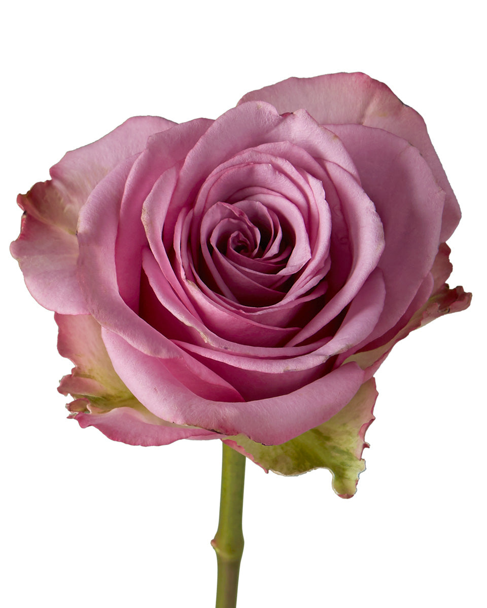 Cool Water Rose