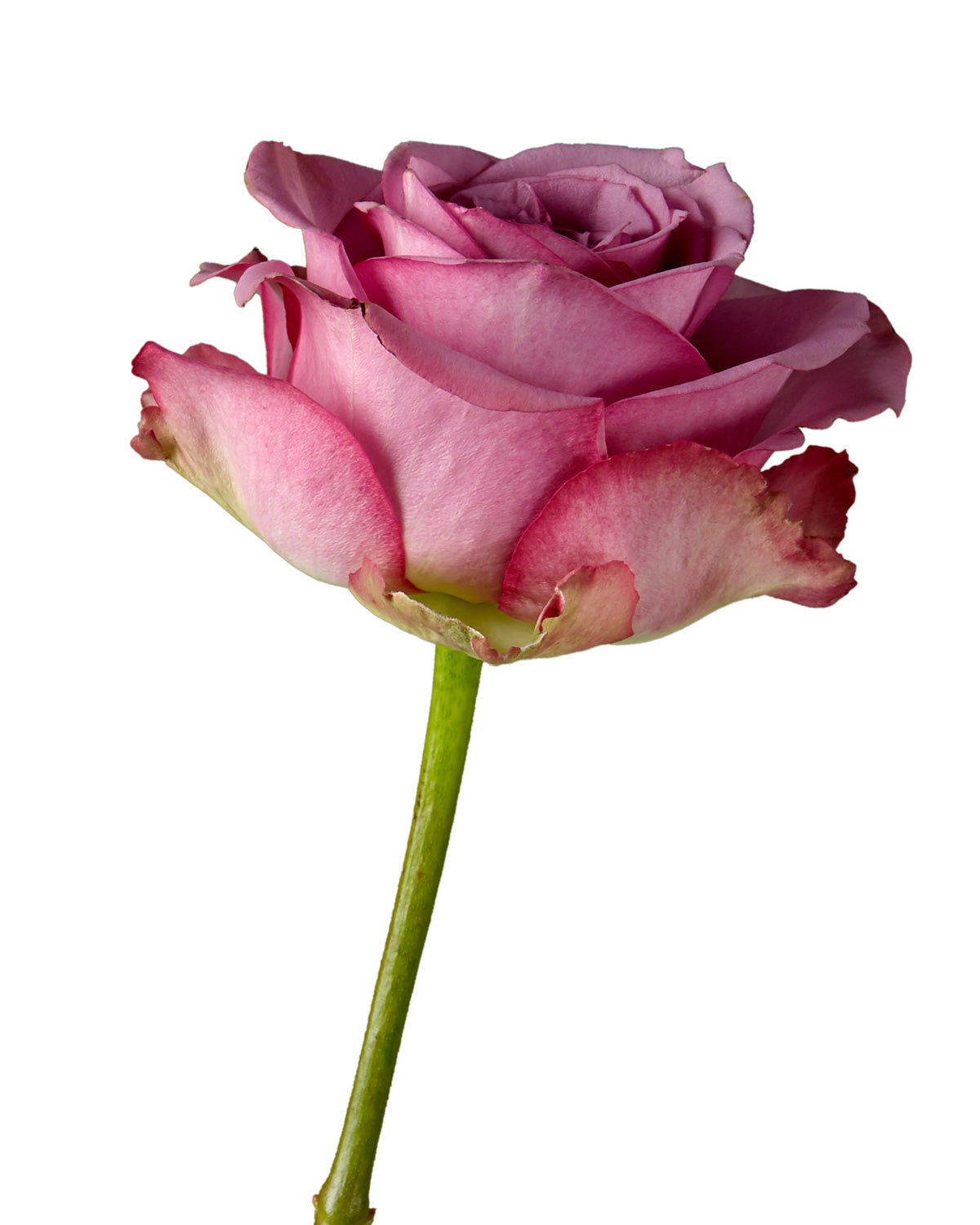 Cool Water Rose