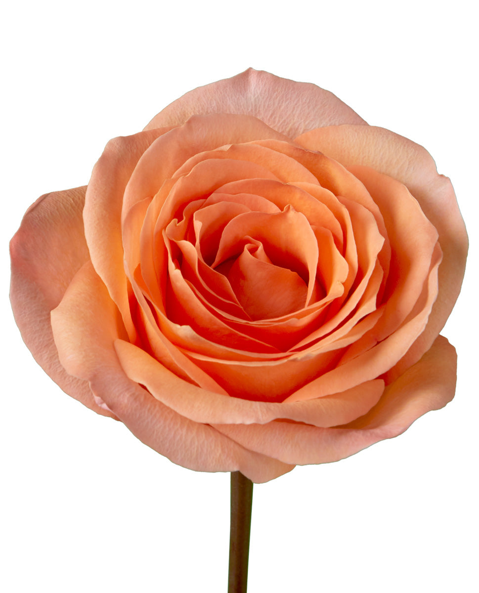 Wholesale Fuego Rose | PetalJet