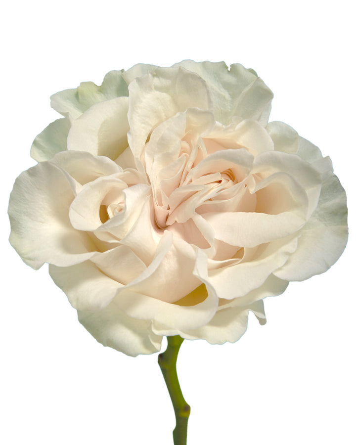 Cotton Xpression Garden Rose Mother's Day