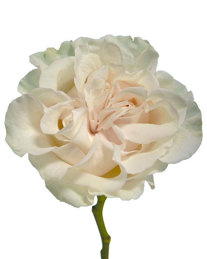 Cotton Xpression Garden Rose