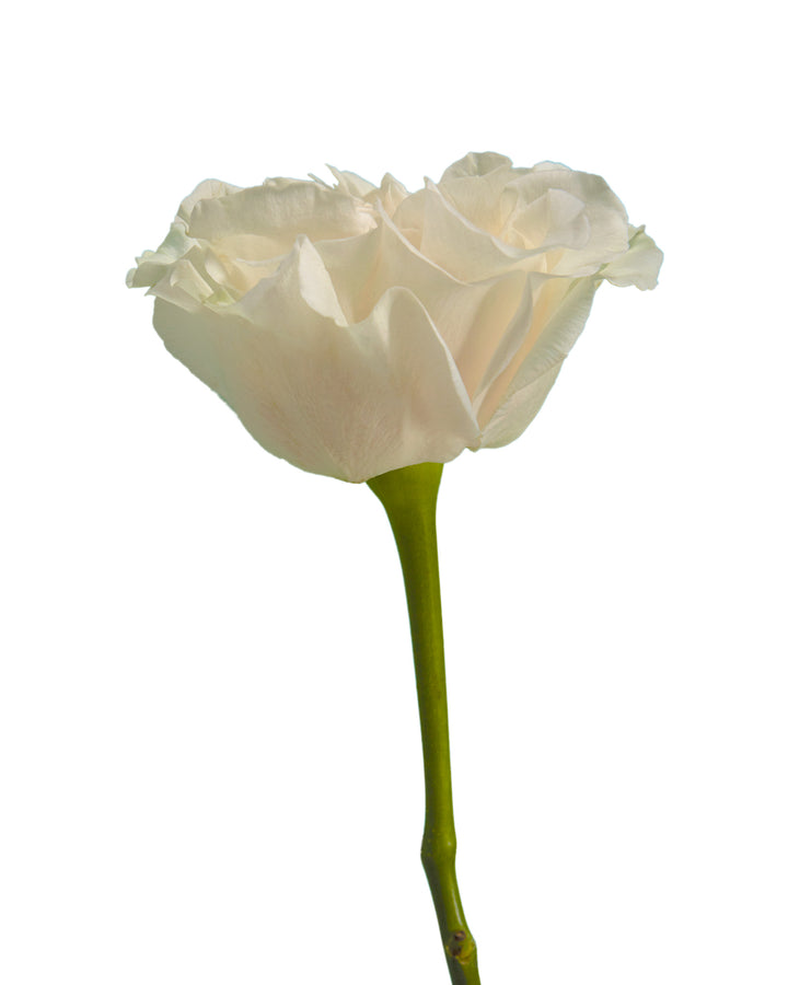 Cotton Xpression Garden Rose