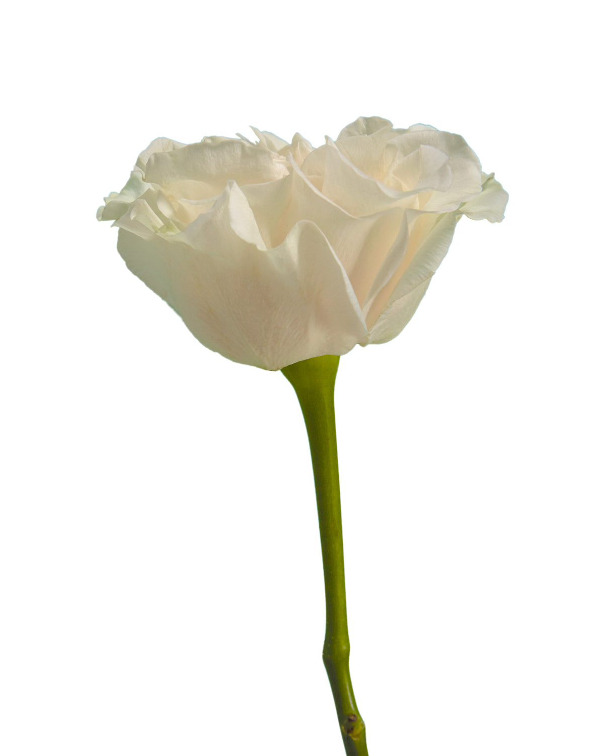 Cotton Xpression Garden Rose