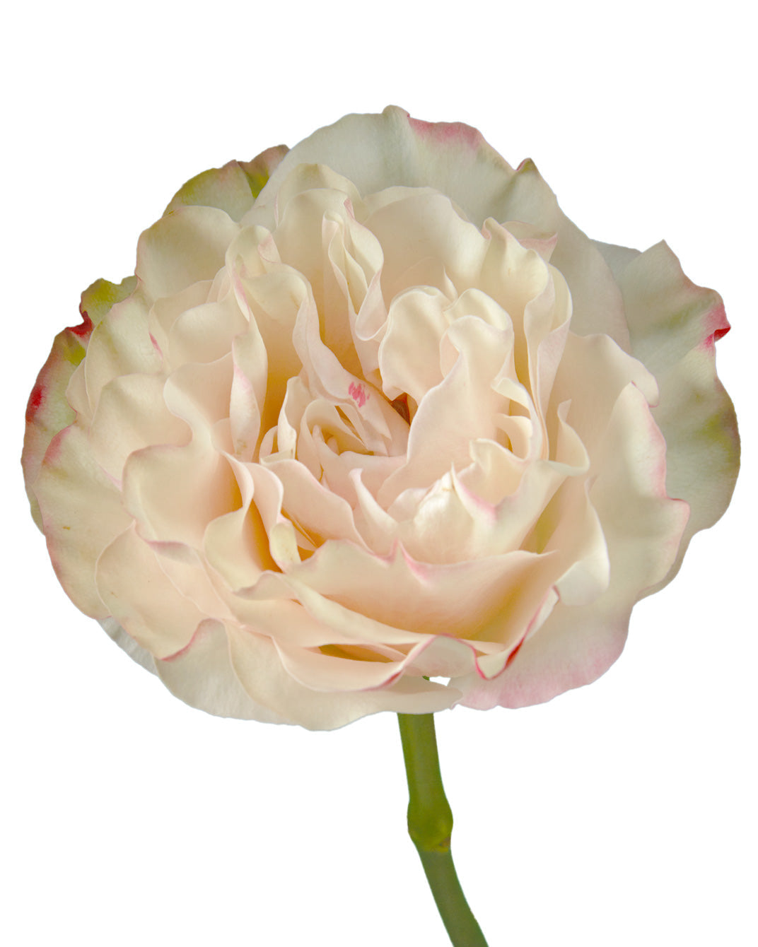 Country Candy Garden Rose