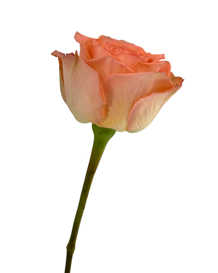 Country Home Garden Rose