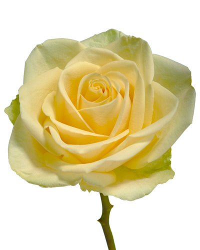 Cream Unique Rose