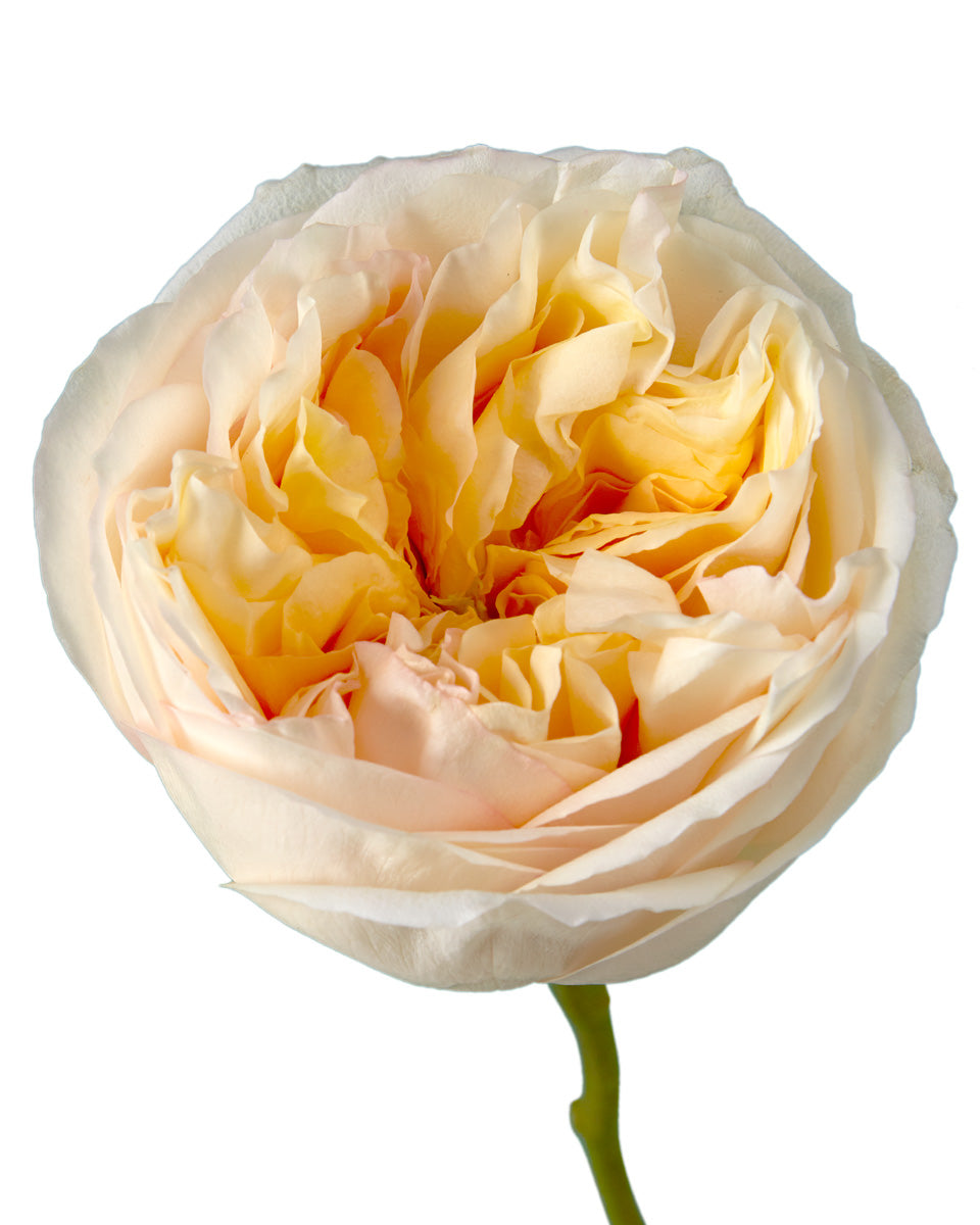 Cream Xpression Garden Rose Valentine Day