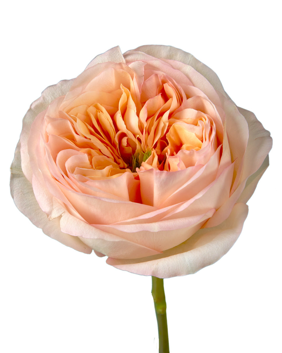 Cream Xpression Garden Rose Valentine Day