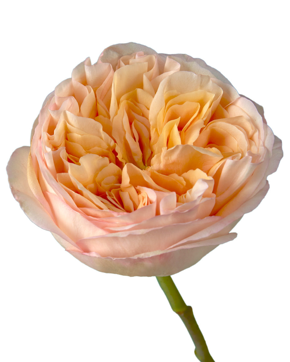 Cream Xpression Garden Rose Valentine Day