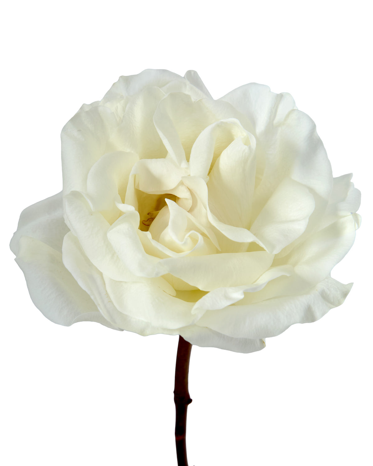 Crystal Fairy Garden Rose Valentine Day