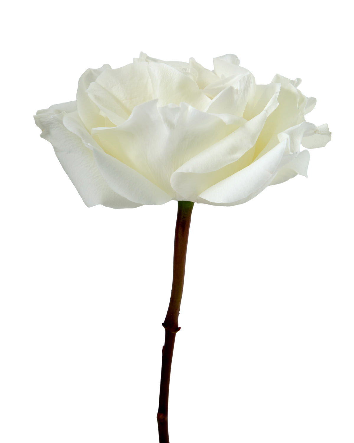 Crystal Fairy Garden Rose Valentine Day