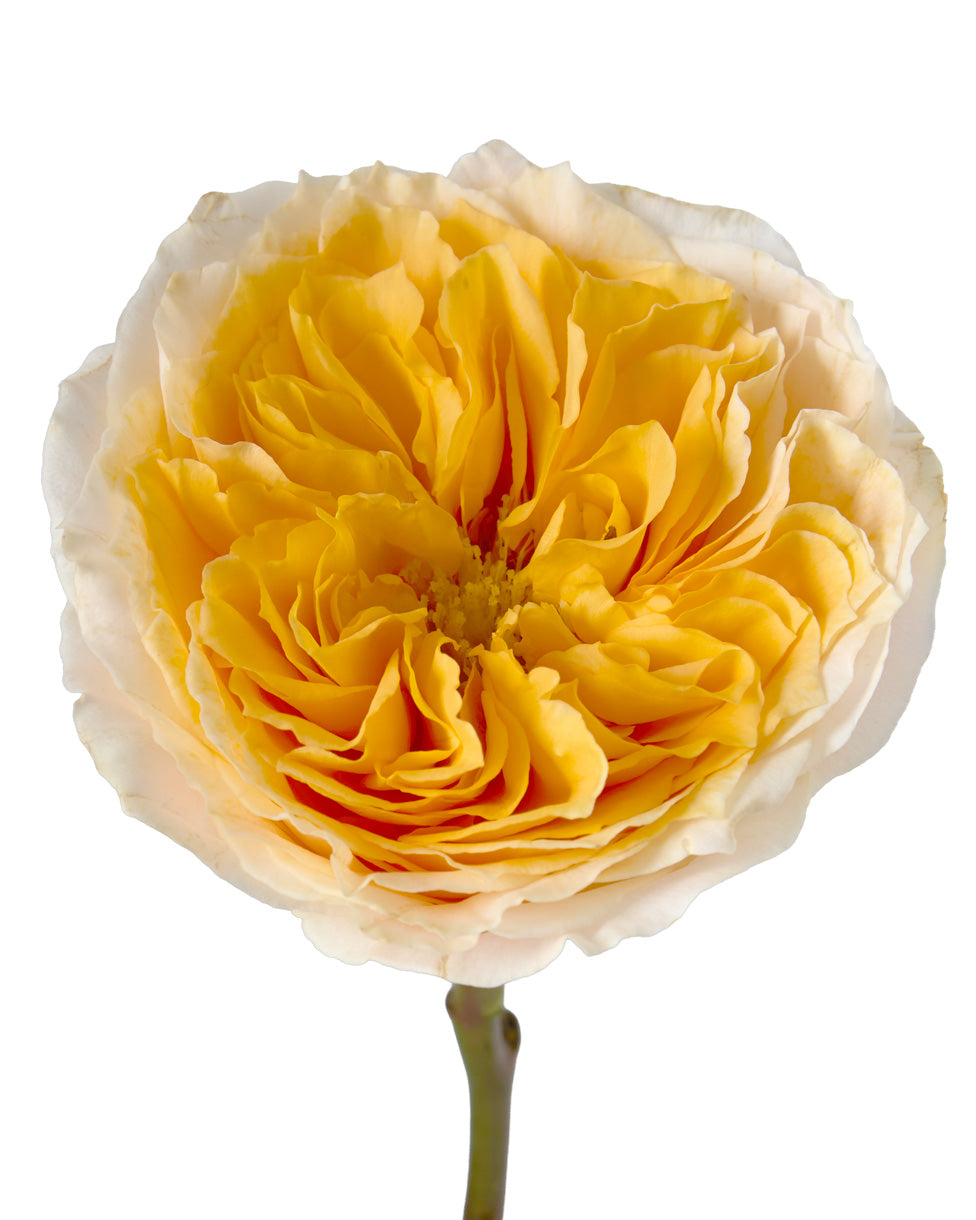 Crystal Flame Garden Rose