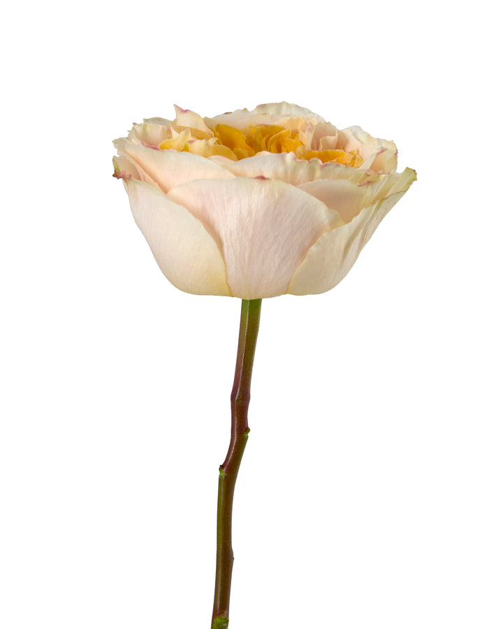 Crystal Flame Garden Rose
