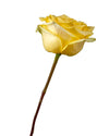 Cubana Rose