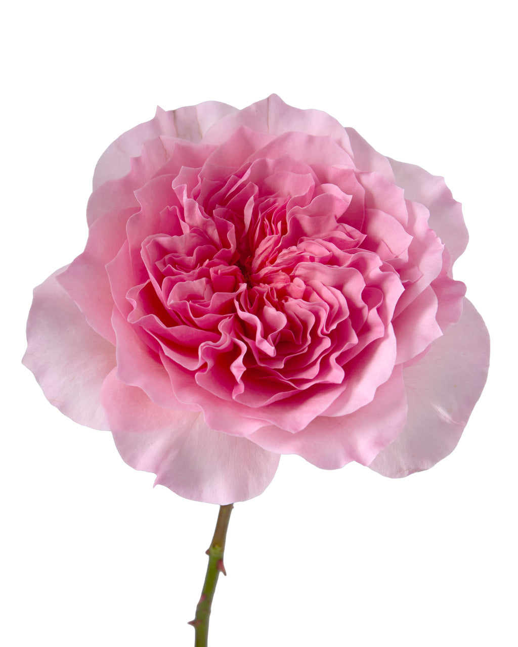 David Austin Millicent Garden Rose Valentine Day