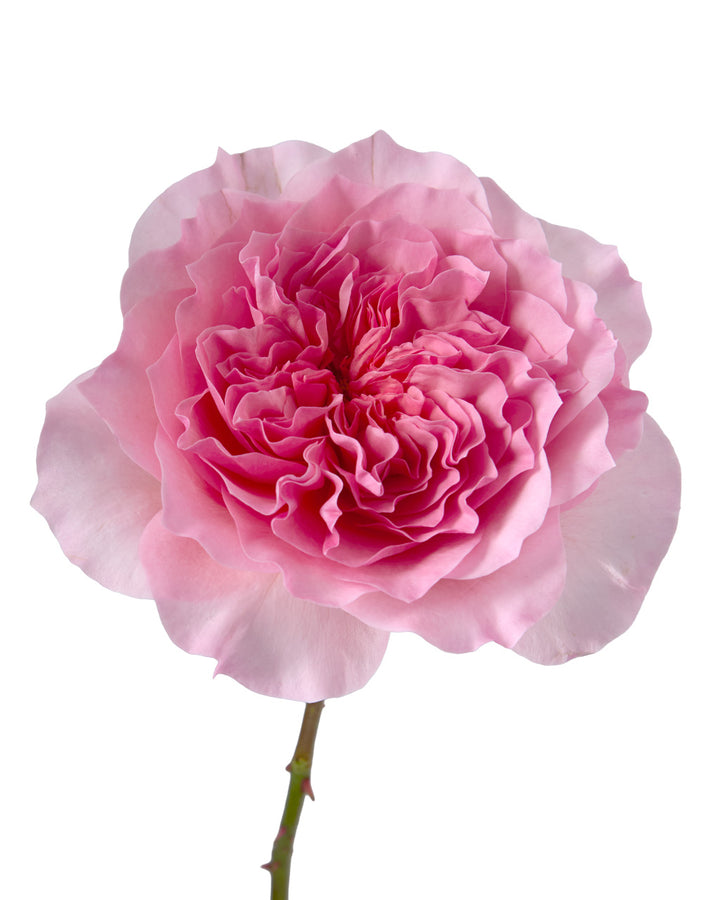 David Austin Millicent Garden Rose Valentine Day