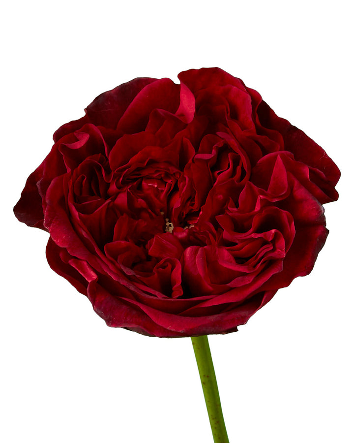 David Austin Tess Garden Rose Valentine Day