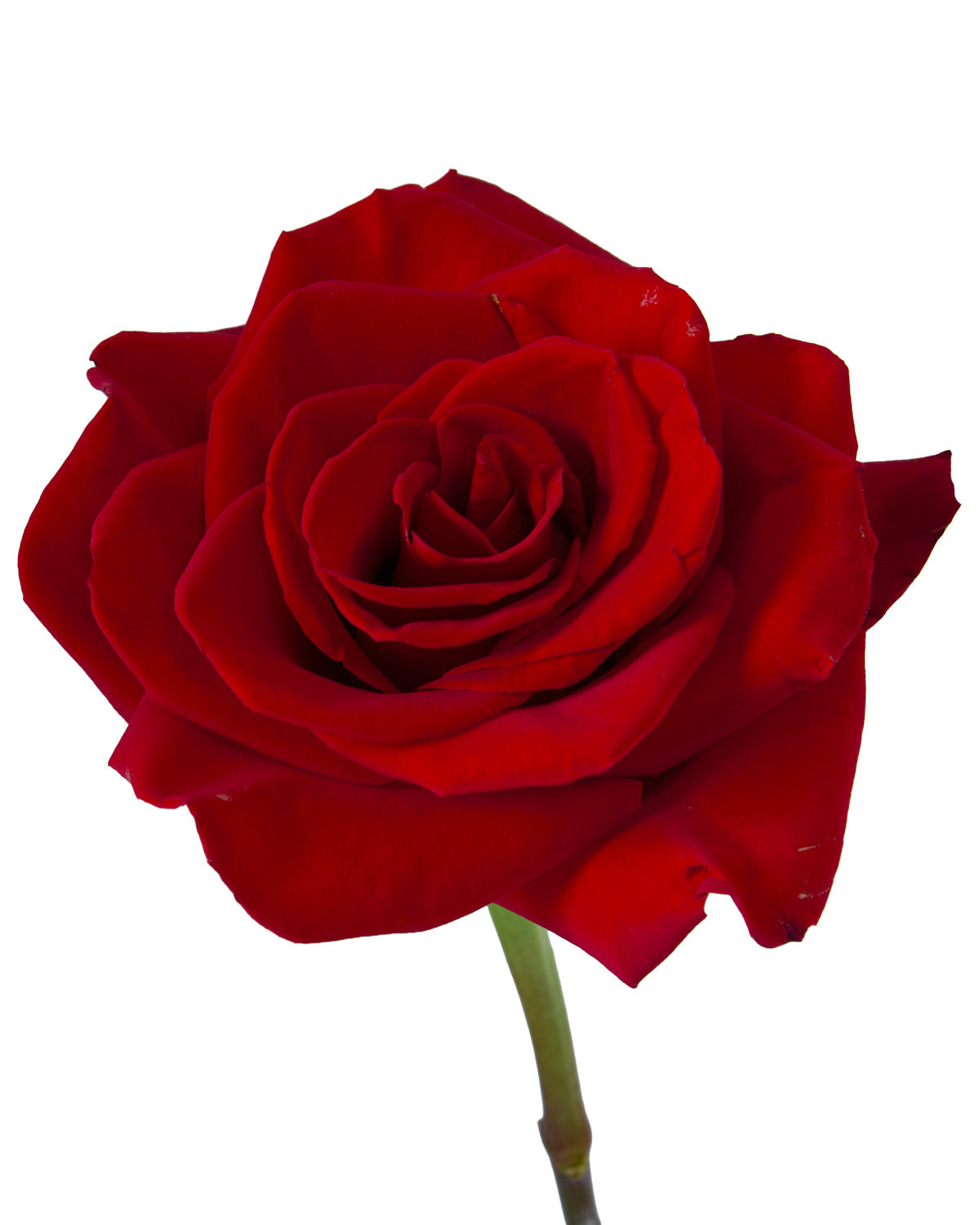 Delerium Rose Valentine Day