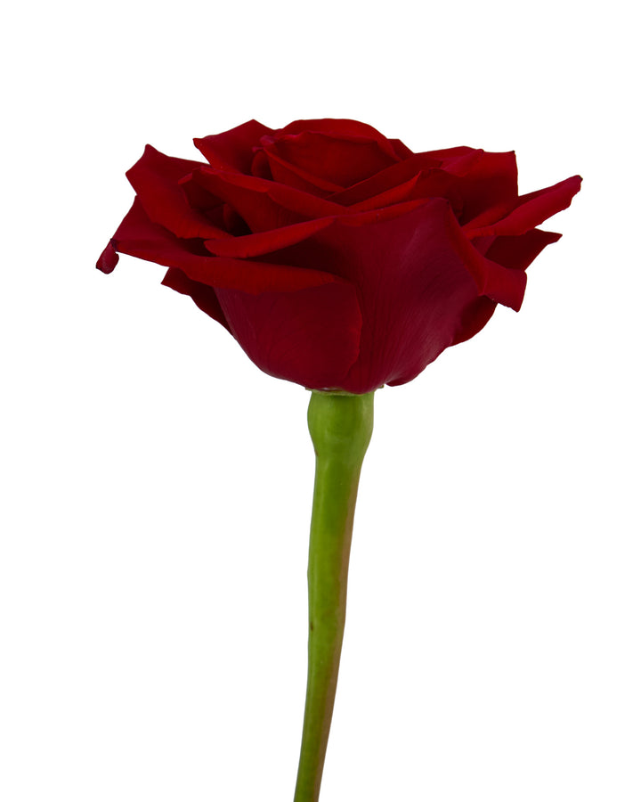 Delerium Rose Valentine Day