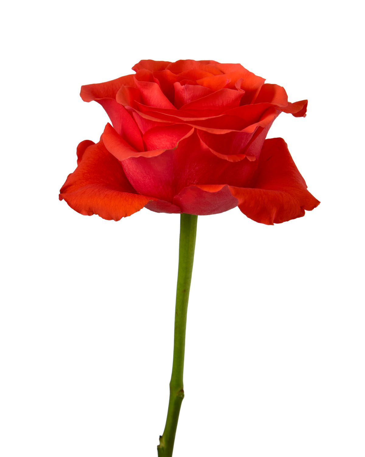 Dragon Tale Rose