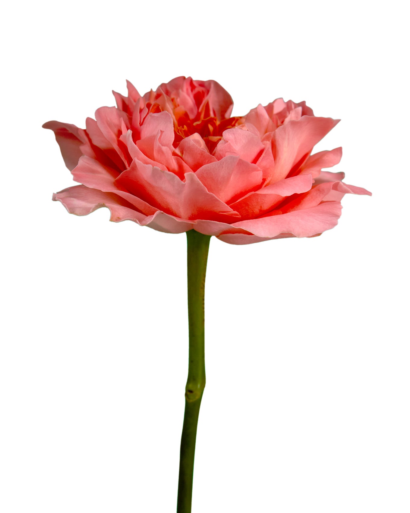 Dragonfly Garden Rose