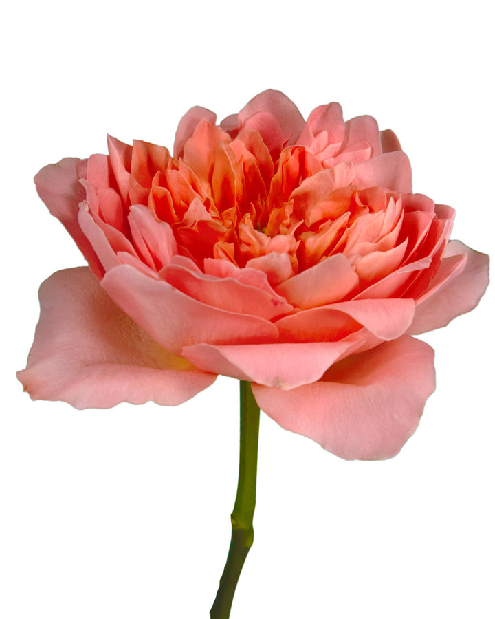 Dragonfly Garden Rose Valentine Day