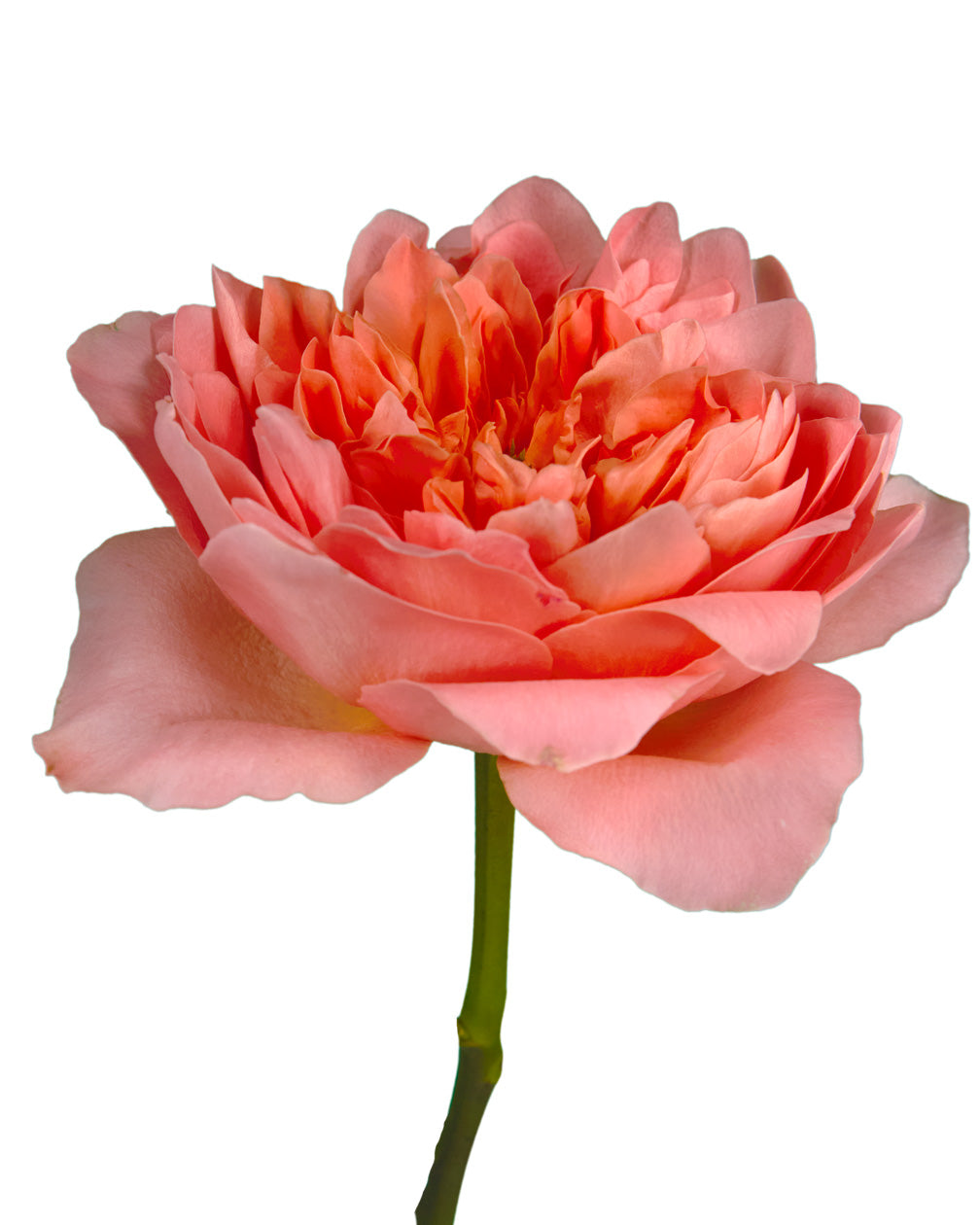 Wholesale Dragonfly Garden Rose | PetalJet