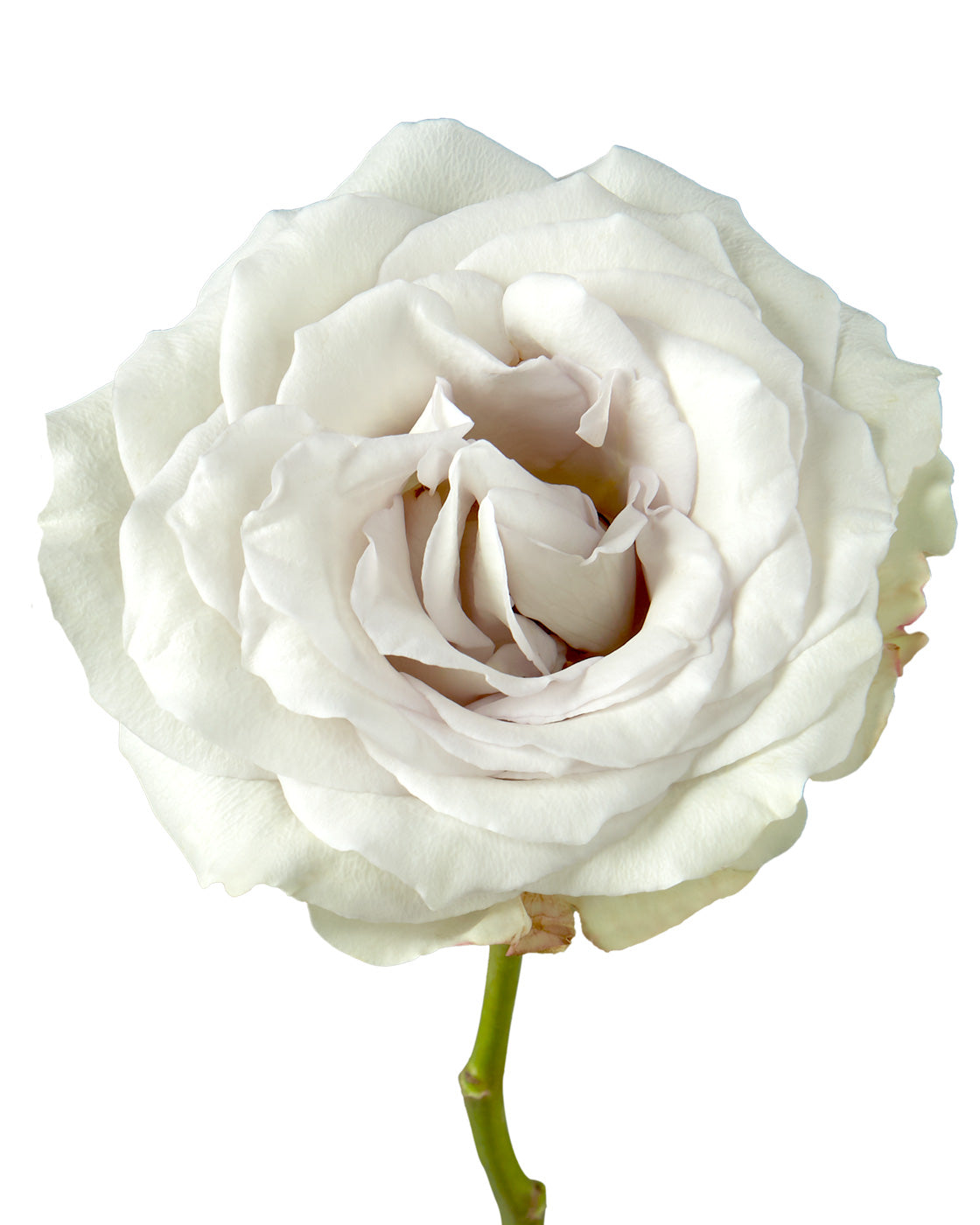 Early Grey Rose - Petaljet