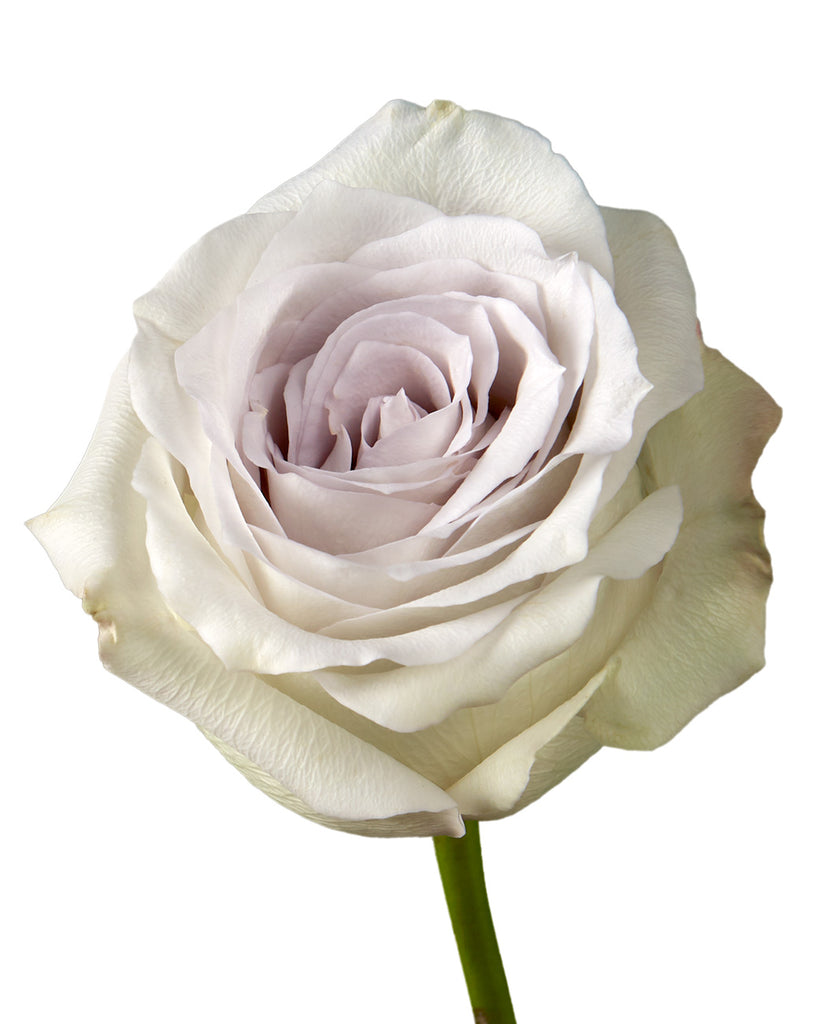 FLOWERS「Memoire eternelle」Innocent Grey FLOWERS Visual Novel Series Homepage