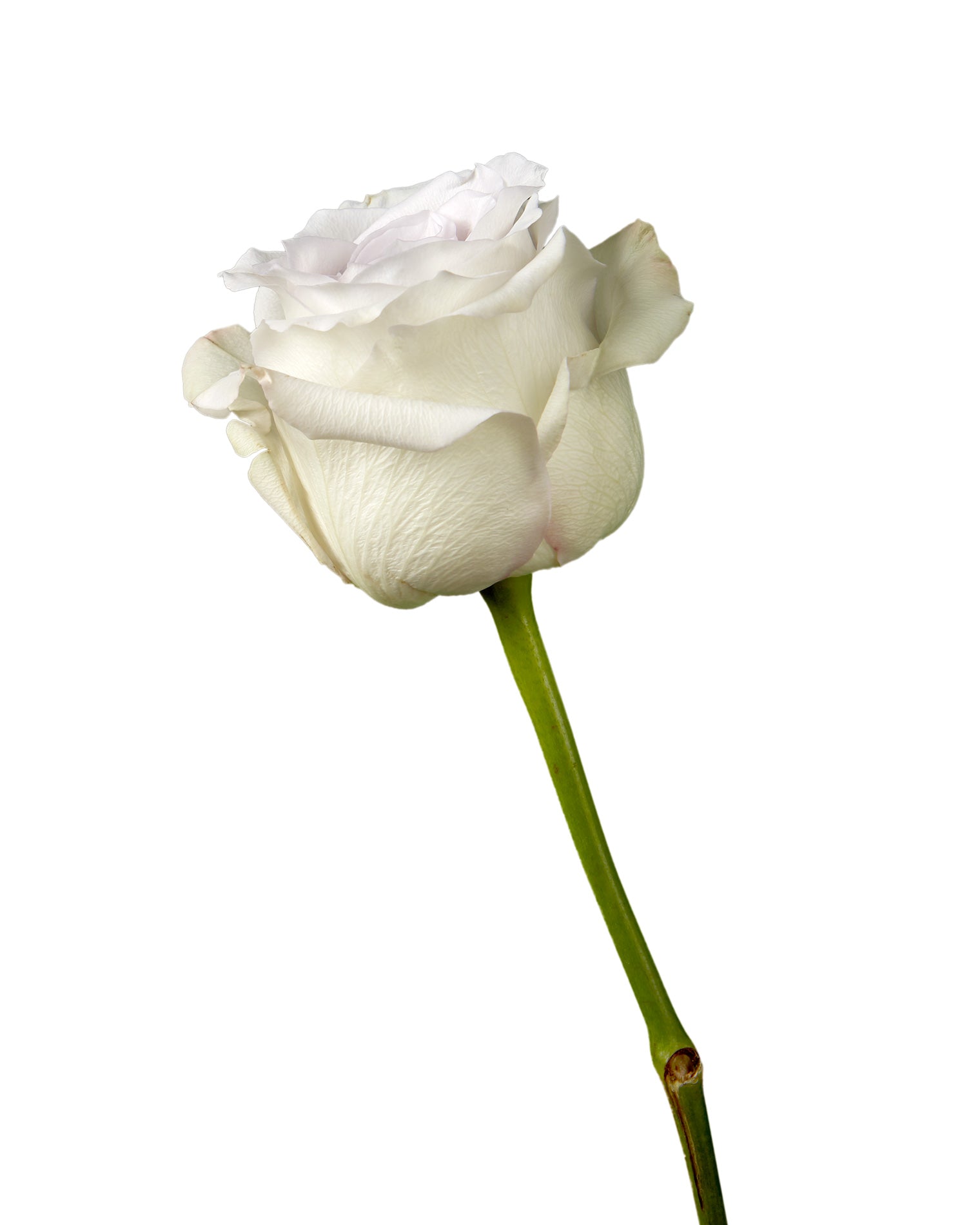 FLOWERS「Memoire eternelle」Innocent Grey FLOWERS Wiki | Fandom