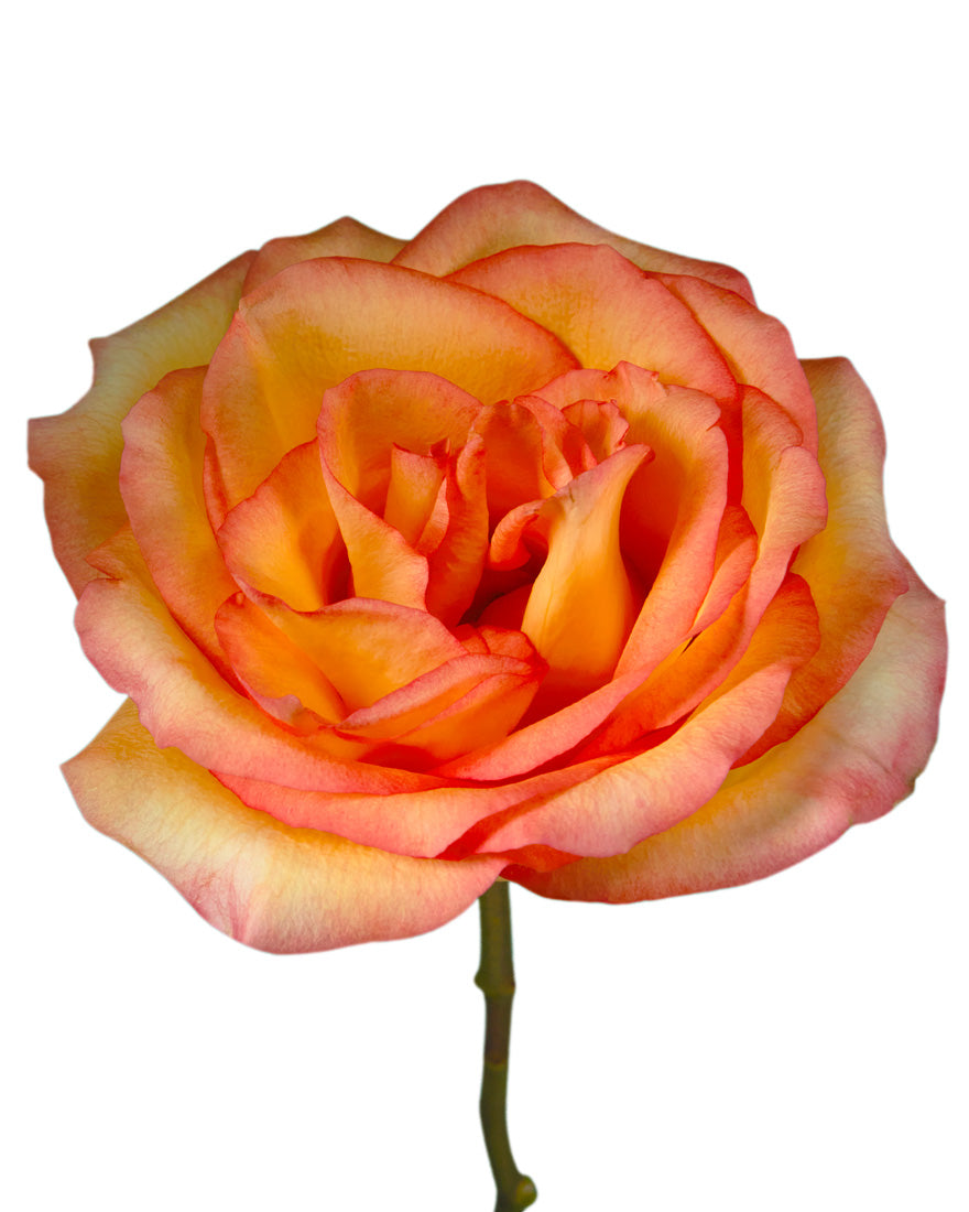 Encanto Rose