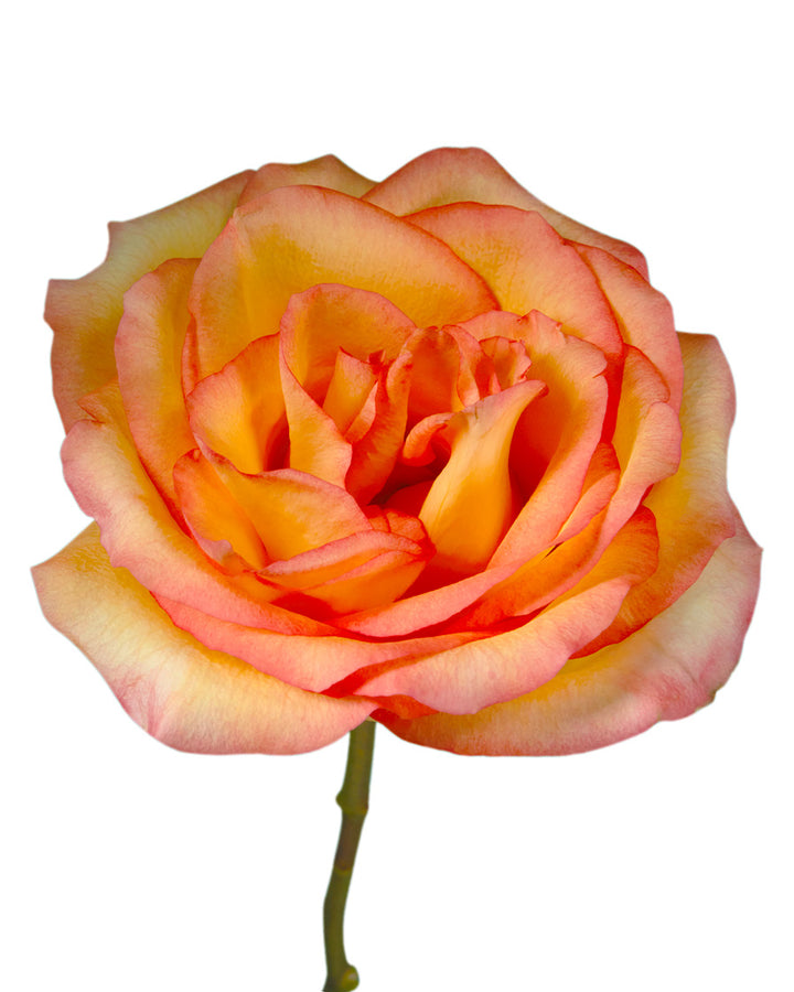 Encanto Rose