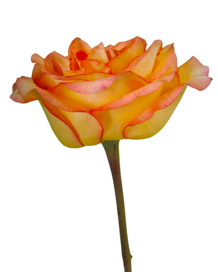 Encanto Rose