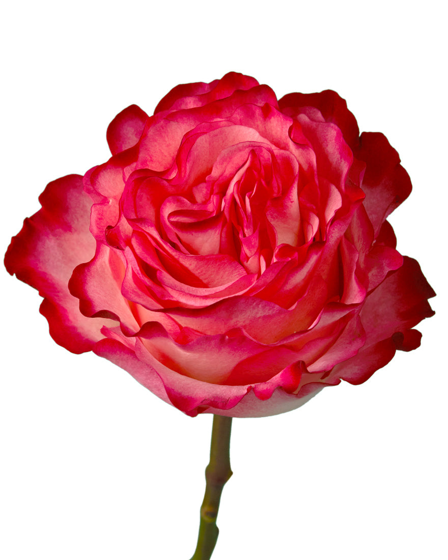 Enchantment Rose - Petaljet